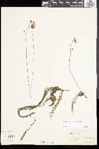 Utricularia gibba image