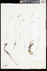 Utricularia gibba image