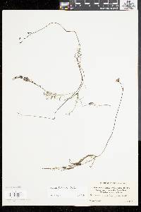 Utricularia gibba image