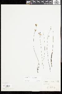 Utricularia gibba image