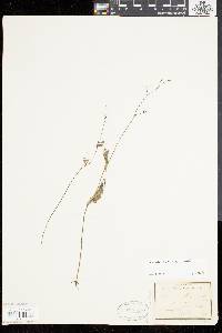 Utricularia gibba image