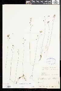 Utricularia gibba image