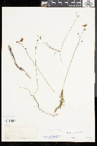 Utricularia gibba image