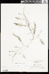 Utricularia gibba image