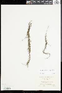 Utricularia geminiscapa image