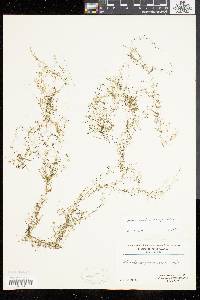 Utricularia geminiscapa image