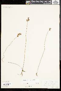 Utricularia juncea image