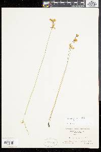 Utricularia juncea image