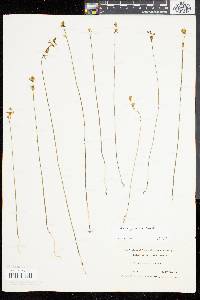Utricularia juncea image