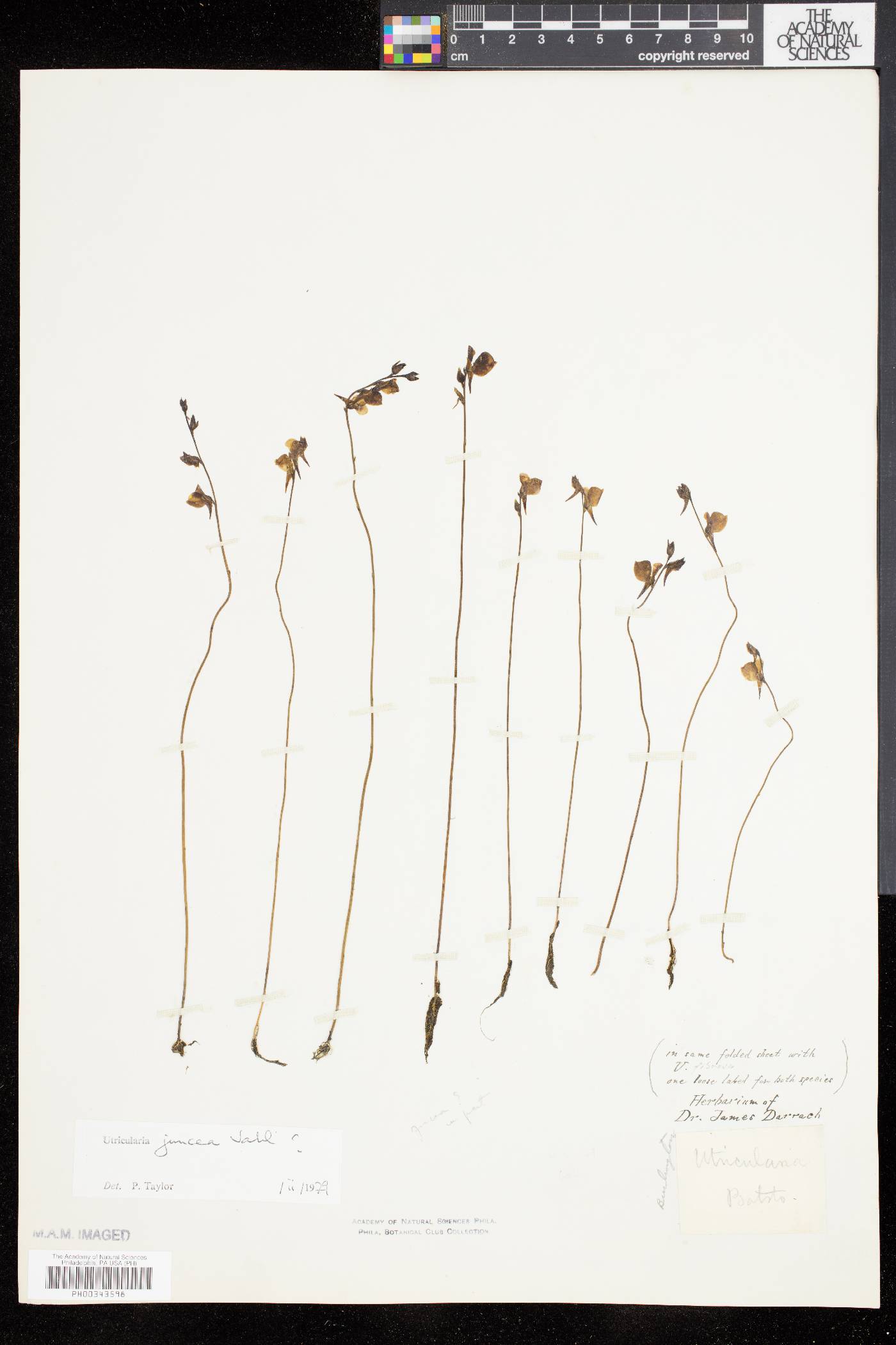Utricularia juncea image