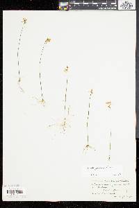 Utricularia juncea image