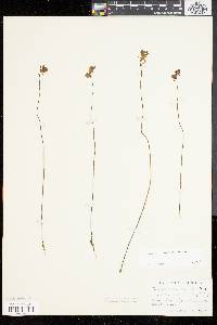 Utricularia juncea image