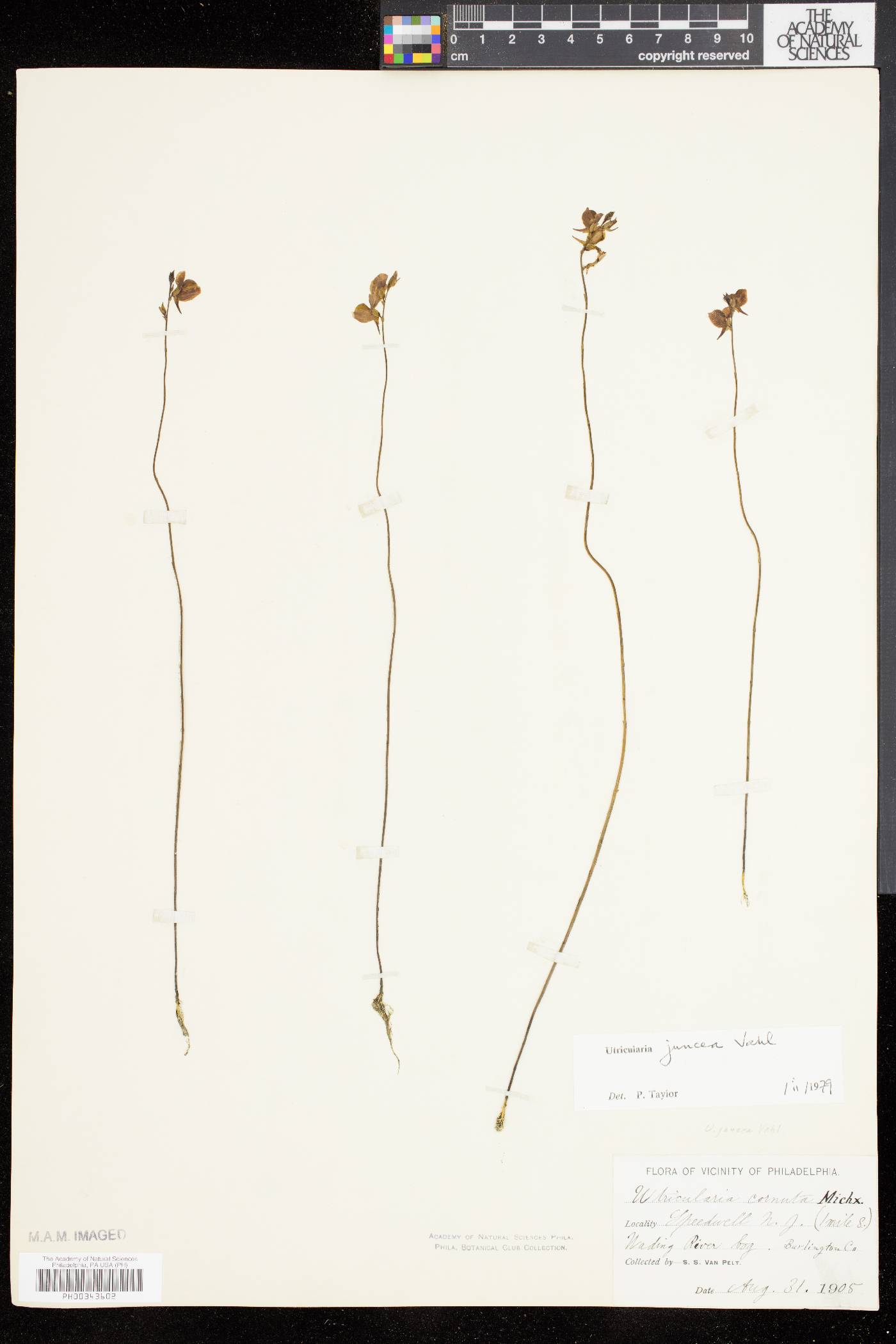 Utricularia juncea image