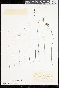 Utricularia juncea image