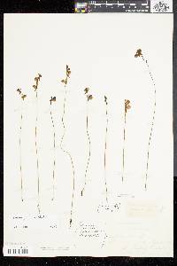 Utricularia juncea image