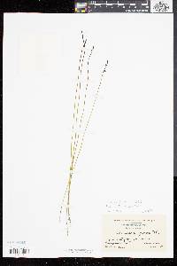 Utricularia juncea image