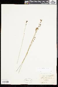 Utricularia juncea image