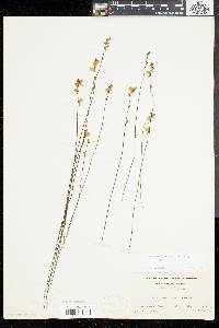 Utricularia juncea image