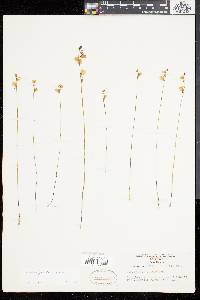 Utricularia juncea image