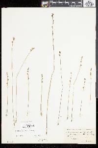 Utricularia juncea image