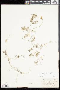 Utricularia purpurea image