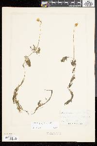 Utricularia purpurea image