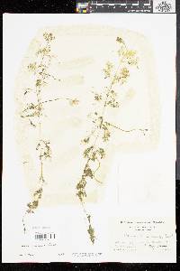 Utricularia purpurea image