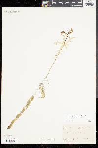 Utricularia radiata image