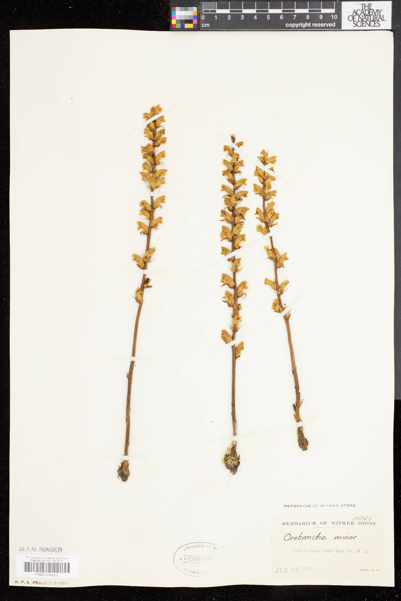 Orobanche minor image