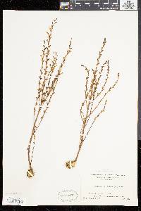 Epifagus virginiana image