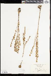 Epifagus virginiana image