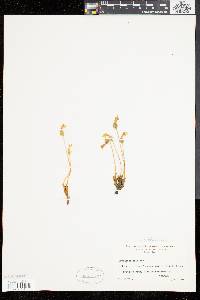 Orobanche uniflora image