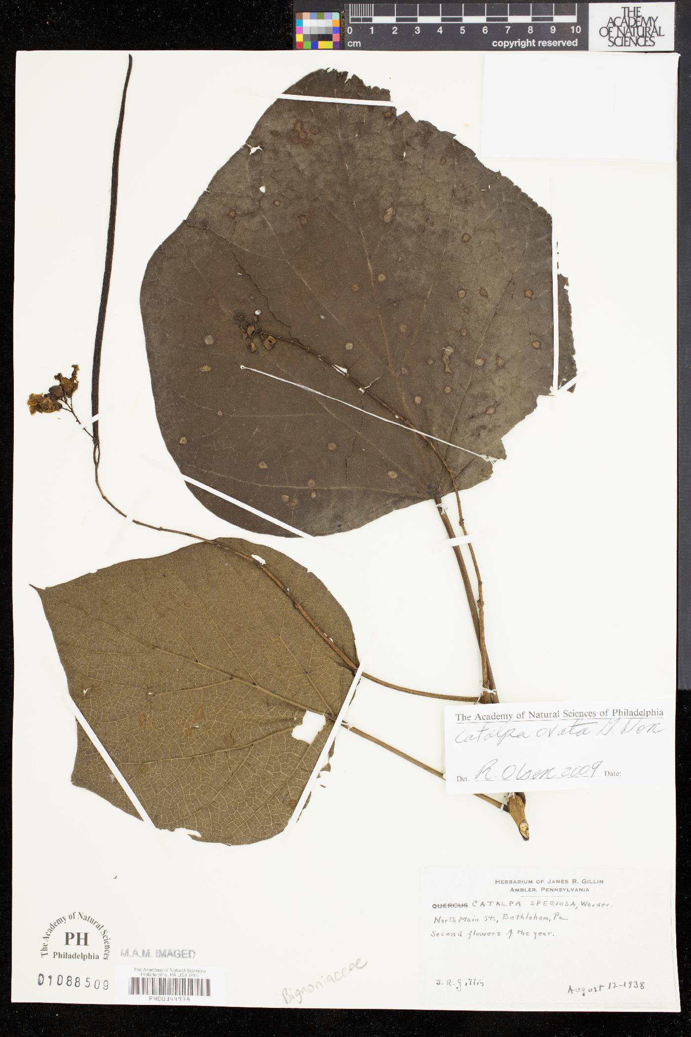 Catalpa ovata image