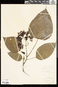 Catalpa bignonioides image