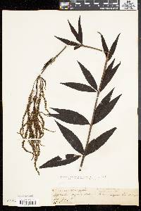 Veronicastrum virginicum image