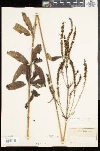 Veronicastrum virginicum image