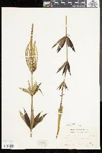 Veronicastrum virginicum image