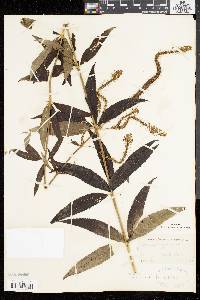 Veronicastrum virginicum image