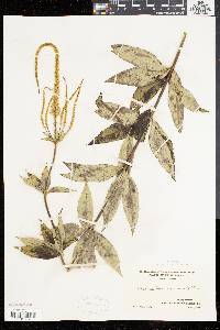 Veronicastrum virginicum image