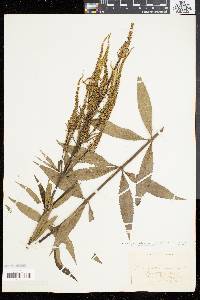 Veronicastrum virginicum image