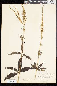 Veronicastrum virginicum image