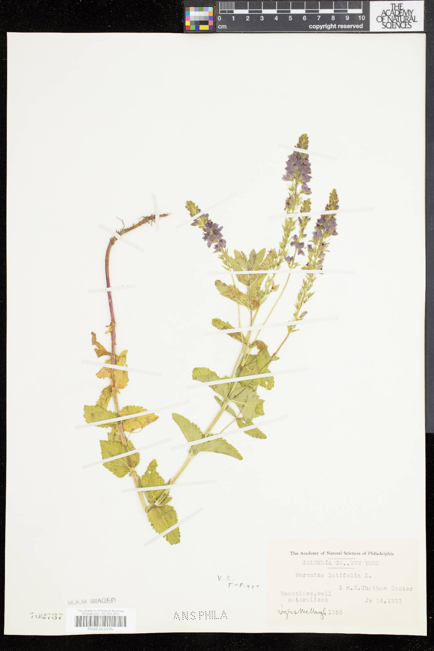 Veronica latifolia image