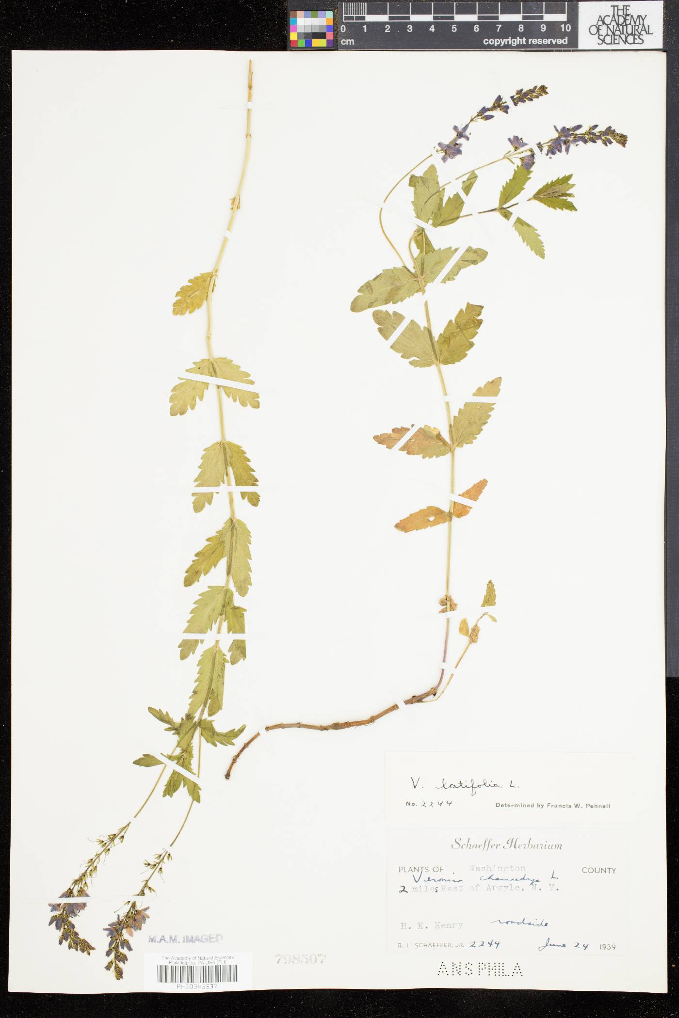 Veronica latifolia image