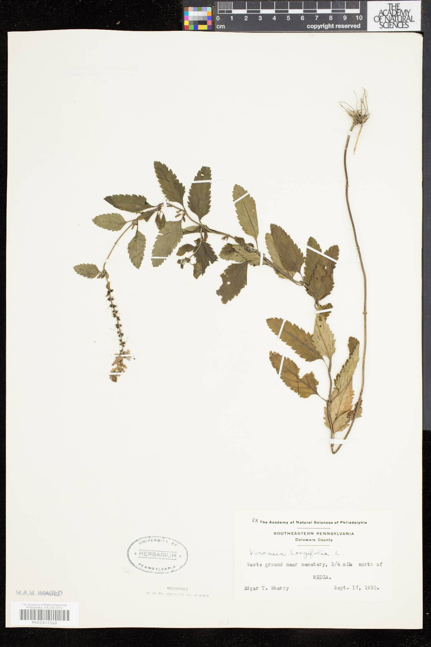 Veronica longifolia image