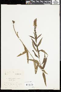 Veronica longifolia image