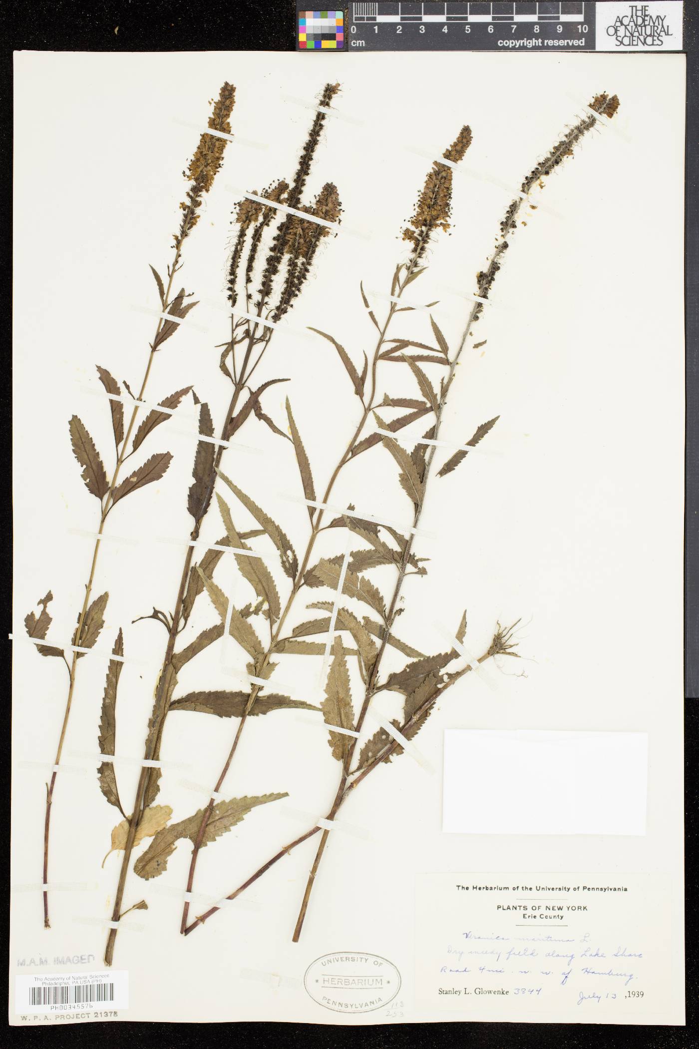 Veronica longifolia image