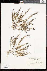 Veronica peregrina subsp. xalapensis image