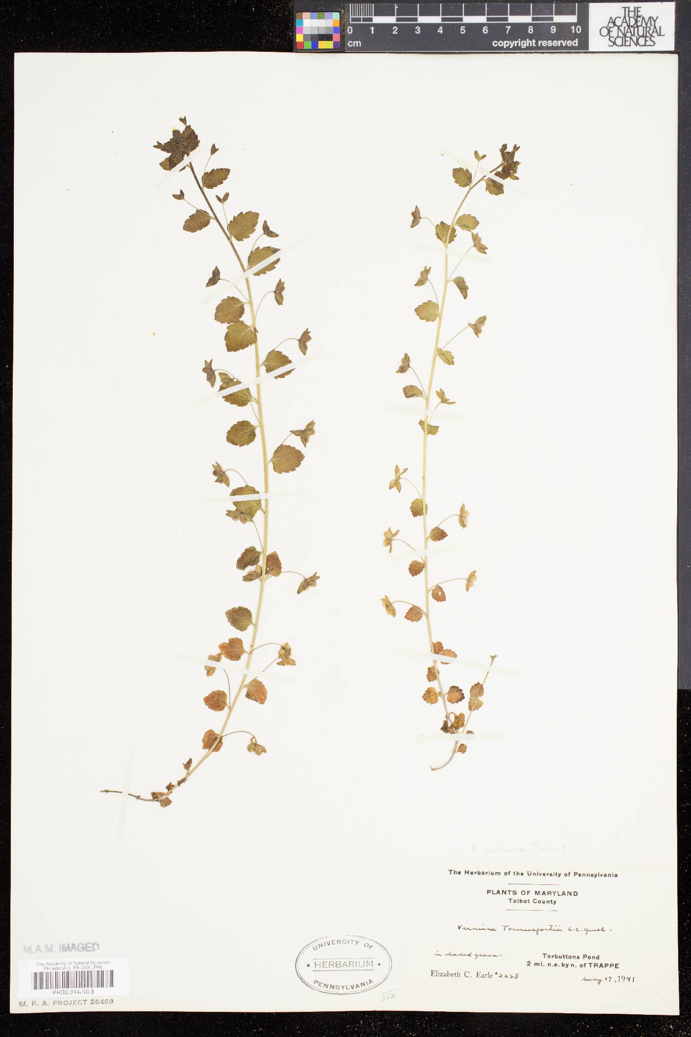 Veronica tournefortii image