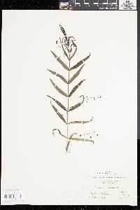 Veronica scutellata image