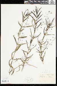 Veronica scutellata image